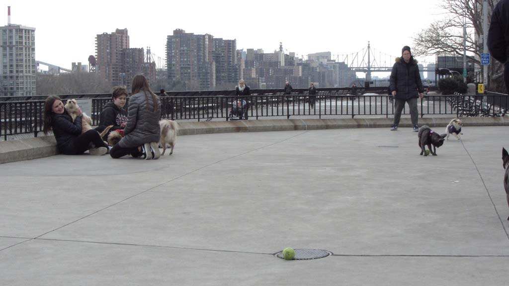 Small Dog Pen